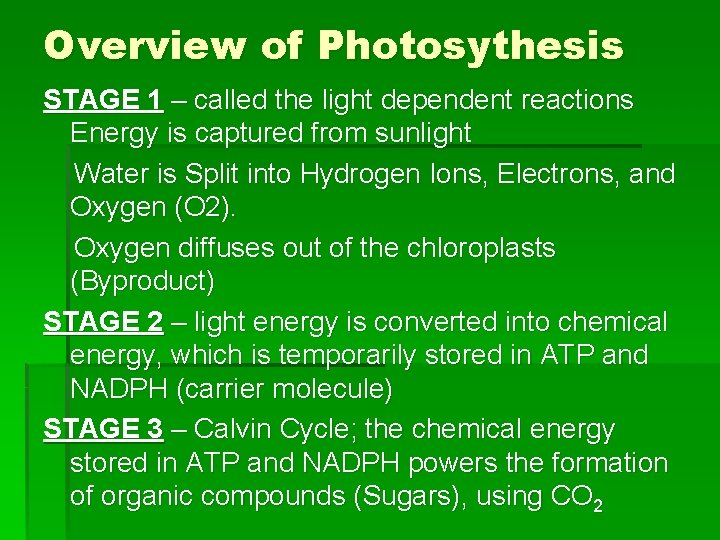 Overview of Photosythesis STAGE 1 – called the light dependent reactions Energy is captured