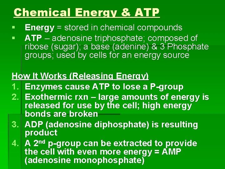 Chemical Energy & ATP § Energy = stored in chemical compounds § ATP –