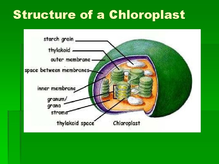 Structure of a Chloroplast 