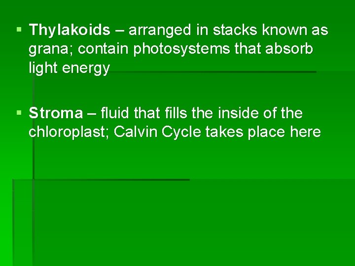 § Thylakoids – arranged in stacks known as grana; contain photosystems that absorb light