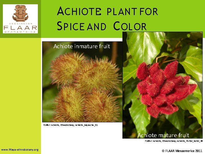 A CHIOTE: PLANT FOR S PICE AND C OLOR Achiote inmature fruit Folder: Achiote,