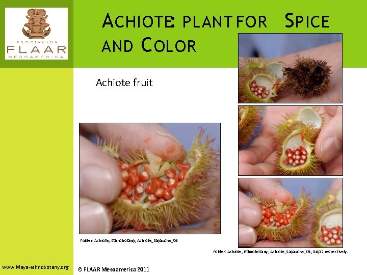 A CHIOTE: PLANT FOR S PICE AND C OLOR Achiote fruit Folder: Achiote, Ethnobotany;