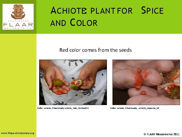 A CHIOTE: PLANT FOR S PICE AND C OLOR Red color comes from the