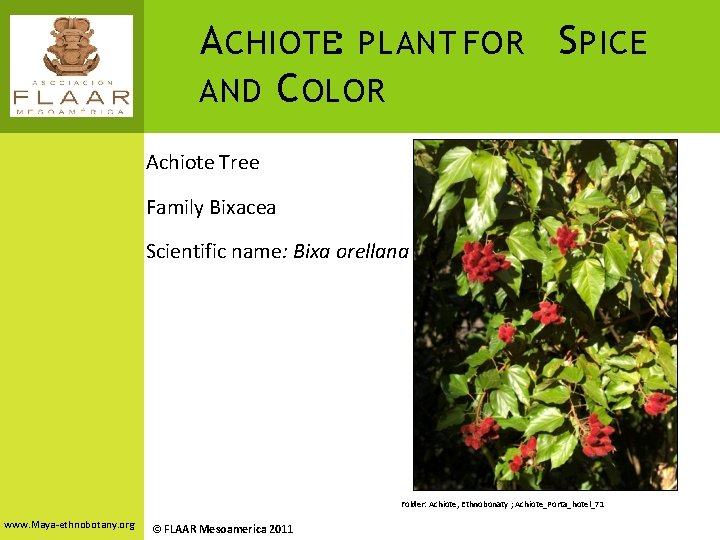 A CHIOTE: PLANT FOR S PICE AND C OLOR Achiote Tree Family Bixacea Scientific