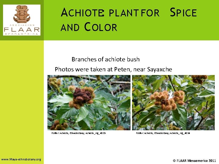 A CHIOTE: PLANT FOR S PICE AND C OLOR Branches of achiote bush Photos