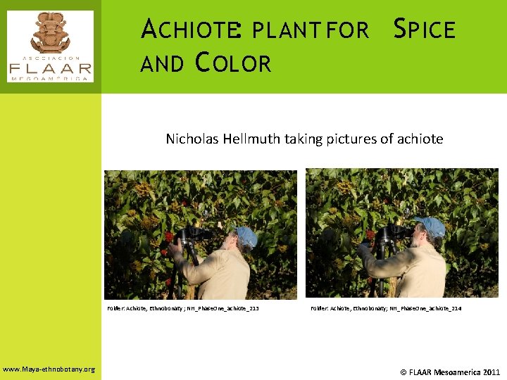 A CHIOTE: PLANT FOR S PICE AND C OLOR Nicholas Hellmuth taking pictures of