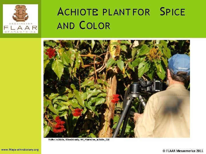 A CHIOTE: PLANT FOR S PICE AND C OLOR Folder: Achiote, Ethnobonaty; NH_Phase. One_achiote_218