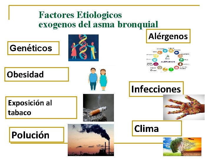 Factores Etiologicos exogenos del asma bronquial Alérgenos Genéticos Obesidad Infecciones Exposición al tabaco Polución