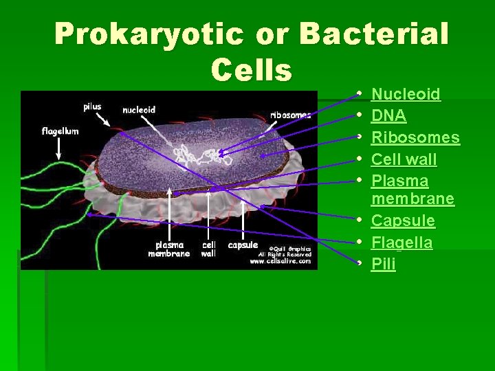 Prokaryotic or Bacterial Cells • • • Nucleoid DNA Ribosomes Cell wall Plasma membrane