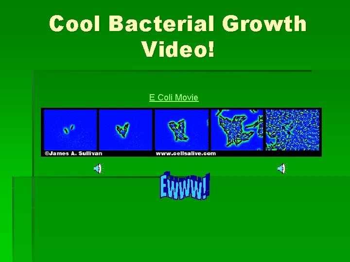 Cool Bacterial Growth Video! E Coli Movie 