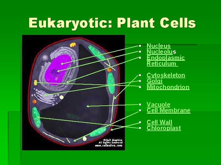 Eukaryotic: Plant Cells § § § Nucleus Nucleolus Endoplasmic Reticulum § § § Cytoskeleton