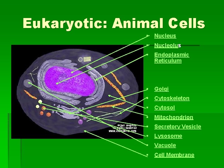 Eukaryotic: Animal Cells § Nucleus § Nucleolus § Endoplasmic Reticulum § Golgi § Cytoskeleton