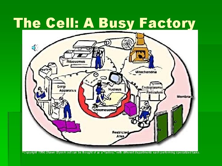 The Cell: A Busy Factory § • Copyright 1996 Shawn Glynn. A cell can