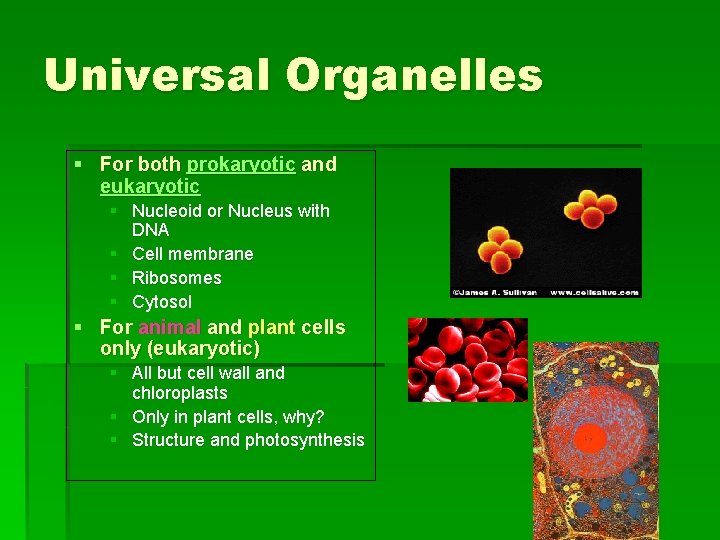 Universal Organelles § For both prokaryotic and eukaryotic § Nucleoid or Nucleus with DNA