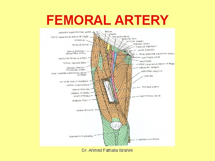 FEMORAL ARTERY Dr. Ahmed Fathalla Ibrahim 