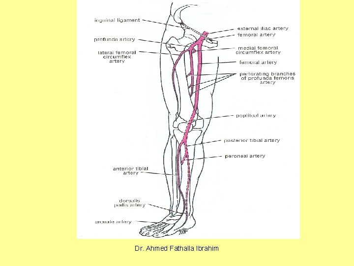 Dr. Ahmed Fathalla Ibrahim 