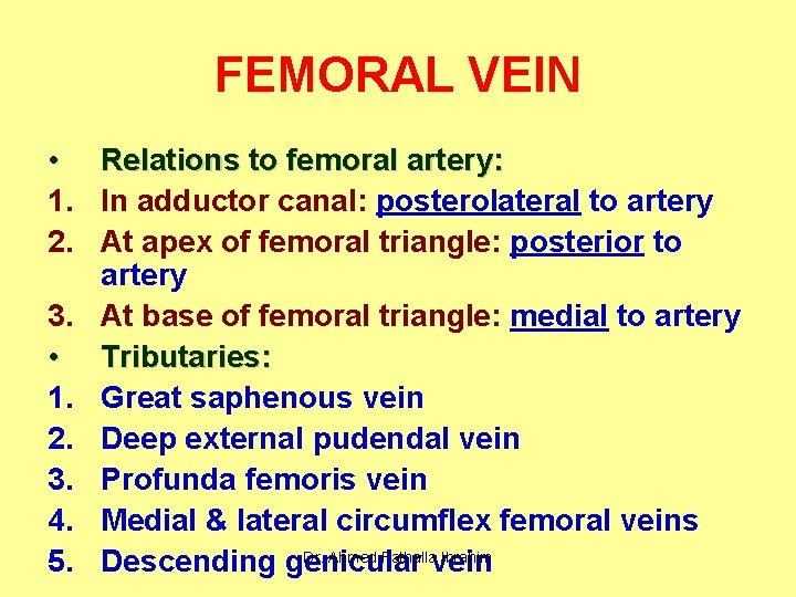 FEMORAL VEIN • Relations to femoral artery: 1. In adductor canal: posterolateral to artery