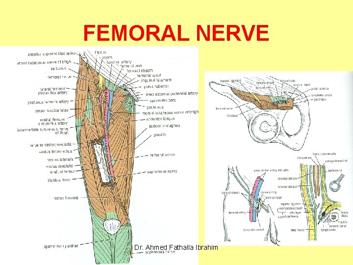 FEMORAL NERVE Dr. Ahmed Fathalla Ibrahim 