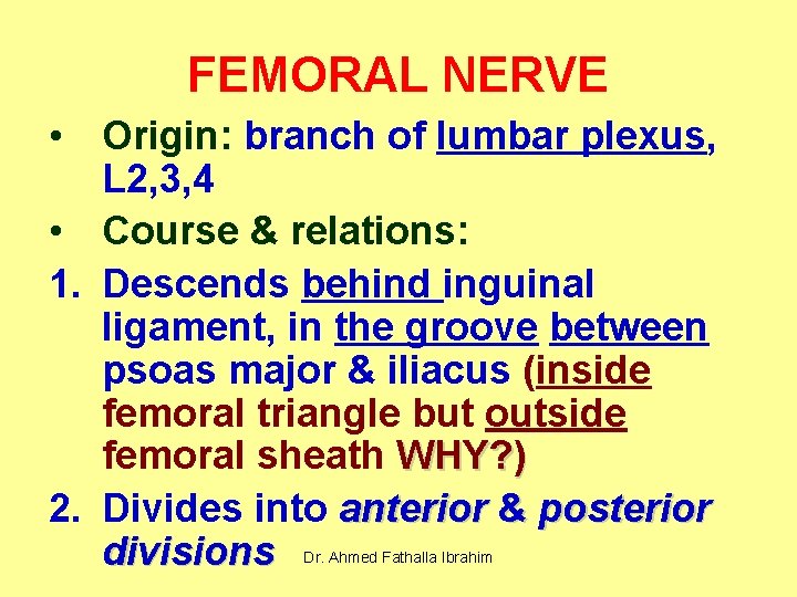 FEMORAL NERVE • Origin: branch of lumbar plexus, L 2, 3, 4 • Course