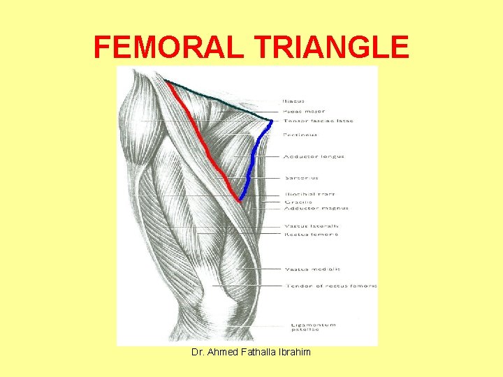 FEMORAL TRIANGLE Dr. Ahmed Fathalla Ibrahim 