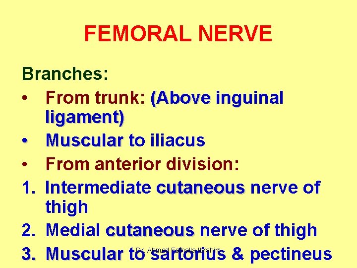 FEMORAL NERVE Branches: • From trunk: (Above inguinal ligament) • Muscular to iliacus •