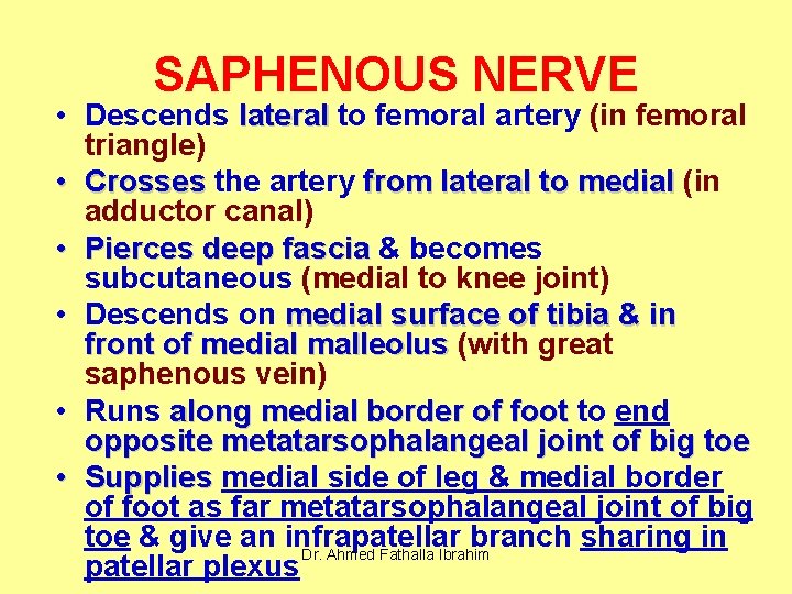 SAPHENOUS NERVE • Descends lateral to femoral artery (in femoral triangle) • Crosses the