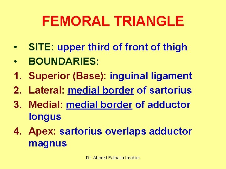 FEMORAL TRIANGLE • • 1. 2. 3. SITE: upper third of front of thigh