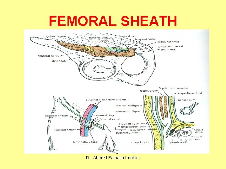FEMORAL SHEATH Dr. Ahmed Fathalla Ibrahim 