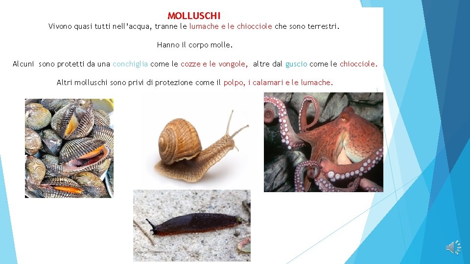 MOLLUSCHI Vivono quasi tutti nell’acqua, tranne le lumache e le chiocciole che sono terrestri.