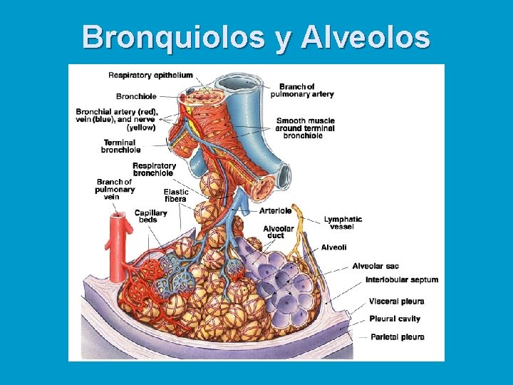 Bronquiolos y Alveolos 