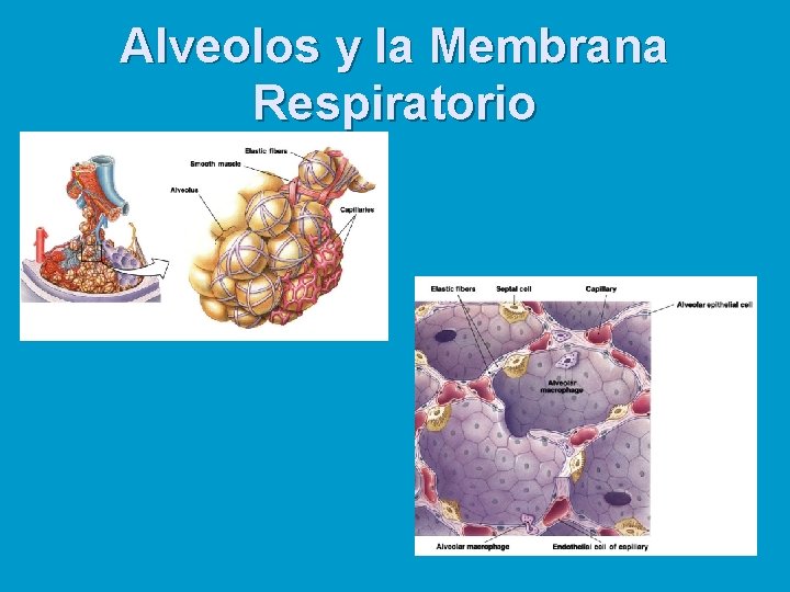 Alveolos y la Membrana Respiratorio 