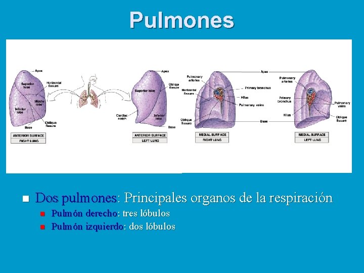 Pulmones n Dos pulmones: Principales organos de la respiración n n Pulmón derecho: tres