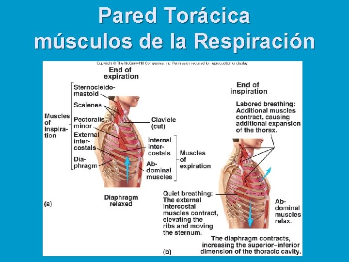 Pared Torácica músculos de la Respiración 