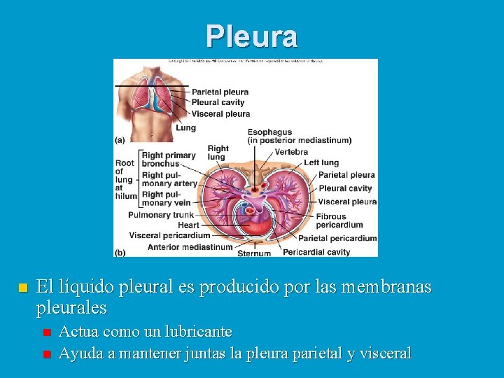 Pleura n El líquido pleural es producido por las membranas pleurales n n Actua