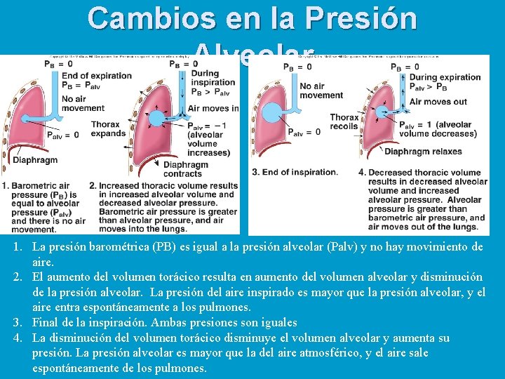 Cambios en la Presión Alveolar 1. La presión barométrica (PB) es igual a la