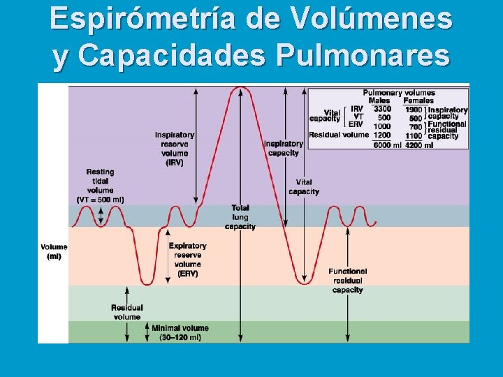 Espirómetría de Volúmenes y Capacidades Pulmonares 