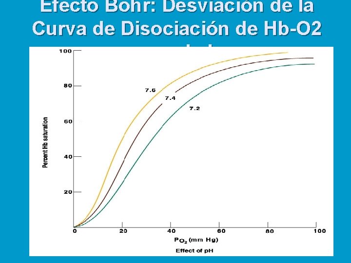 Efecto Bohr: Desviación de la Curva de Disociación de Hb-O 2 con el ph