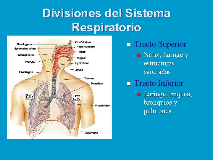 Divisiones del Sistema Respiratorio n Tracto Superior n n Nariz, faringe y estructuras asociadas