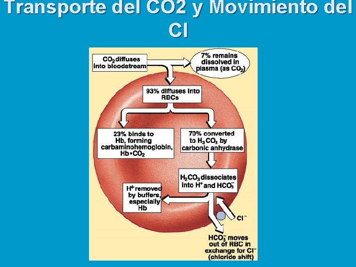 Transporte del CO 2 y Movimiento del Cl 