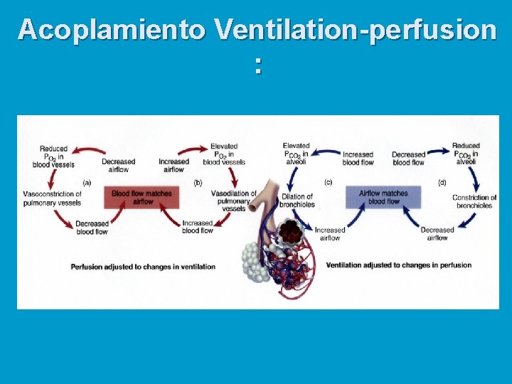 Acoplamiento Ventilation-perfusion : 