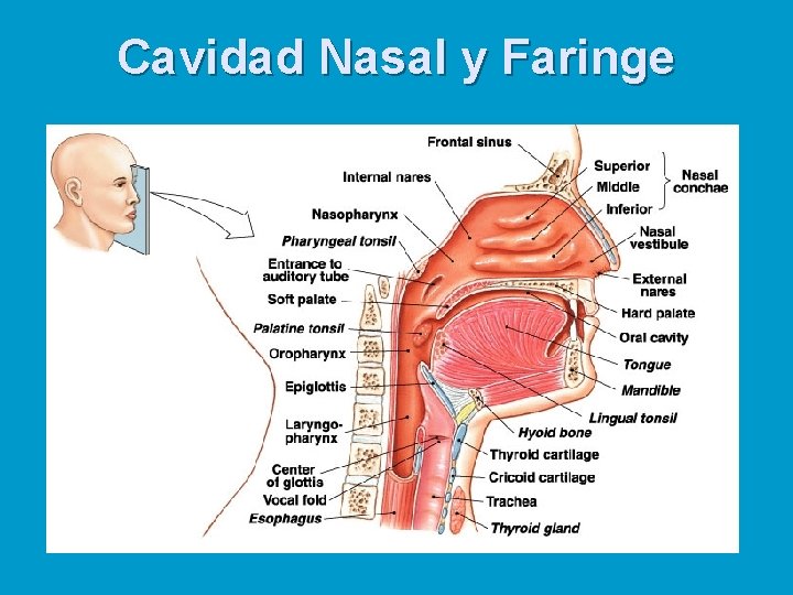 Cavidad Nasal y Faringe 
