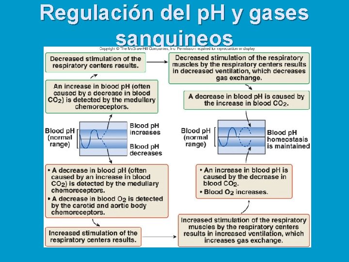 Regulación del p. H y gases sanguineos 