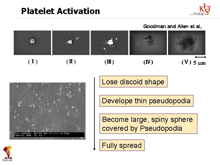 Platelet Activation Goodman and Allen et al. Lose discoid shape Develope thin pseudopodia On