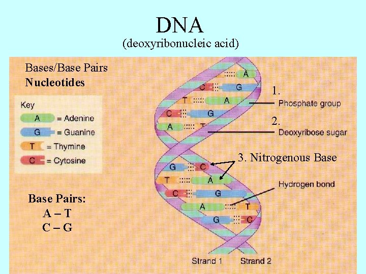 DNA (deoxyribonucleic acid) Bases/Base Pairs Nucleotides 1. 2. 3. Nitrogenous Base Pairs: A–T C–G