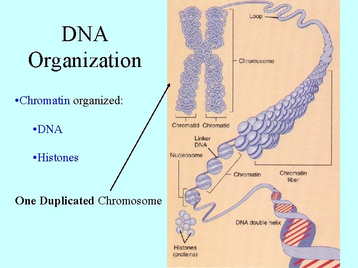 DNA Organization • Chromatin organized: • DNA • Histones One Duplicated Chromosome 