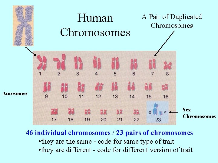 Human Chromosomes A Pair of Duplicated Chromosomes Autosomes Sex Chromosomes 46 individual chromosomes /