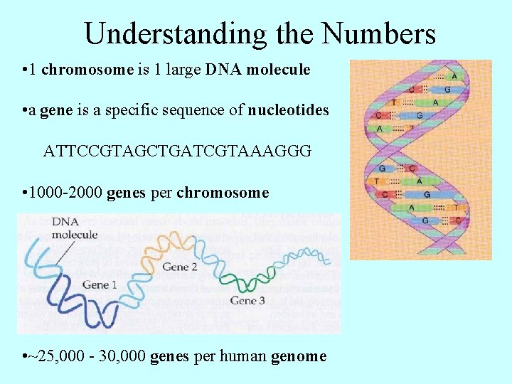Understanding the Numbers • 1 chromosome is 1 large DNA molecule • a gene