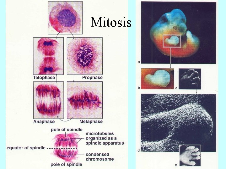 Mitosis 