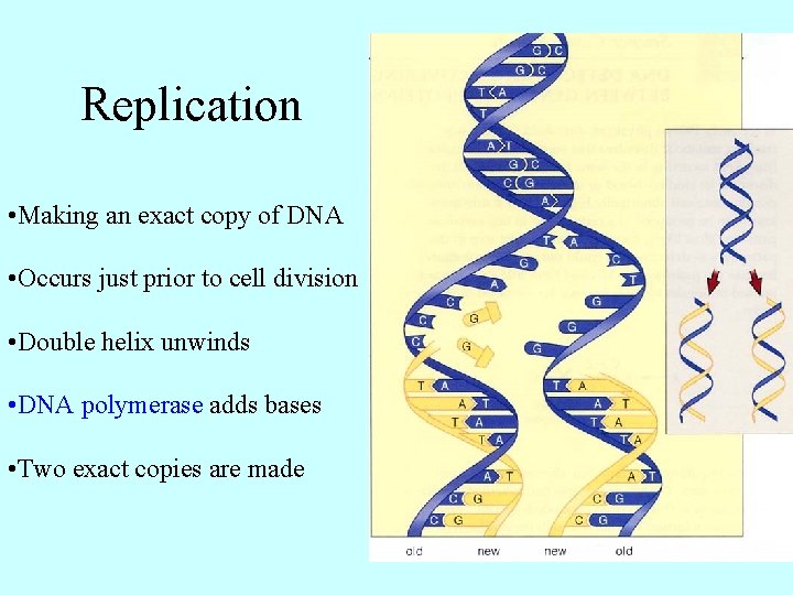 Replication • Making an exact copy of DNA • Occurs just prior to cell