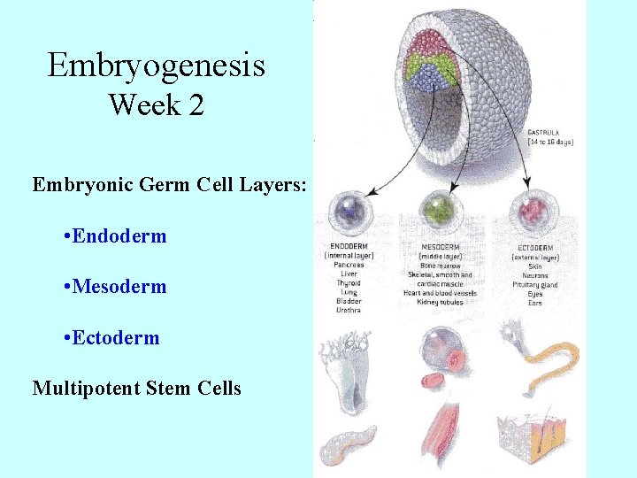 Embryogenesis Week 2 Embryonic Germ Cell Layers: • Endoderm • Mesoderm • Ectoderm Multipotent